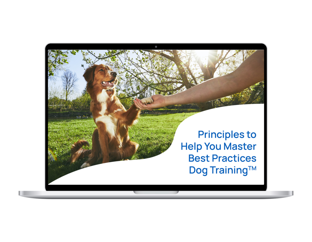 Adult Dog Programs Dog University Puppy Programs
