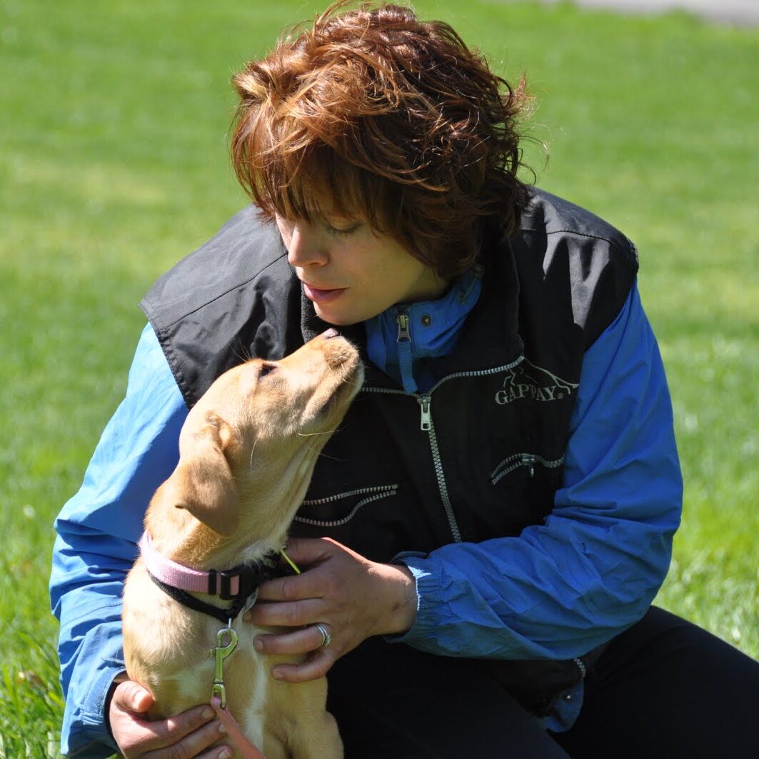 interactive live dog training interactive live dog training