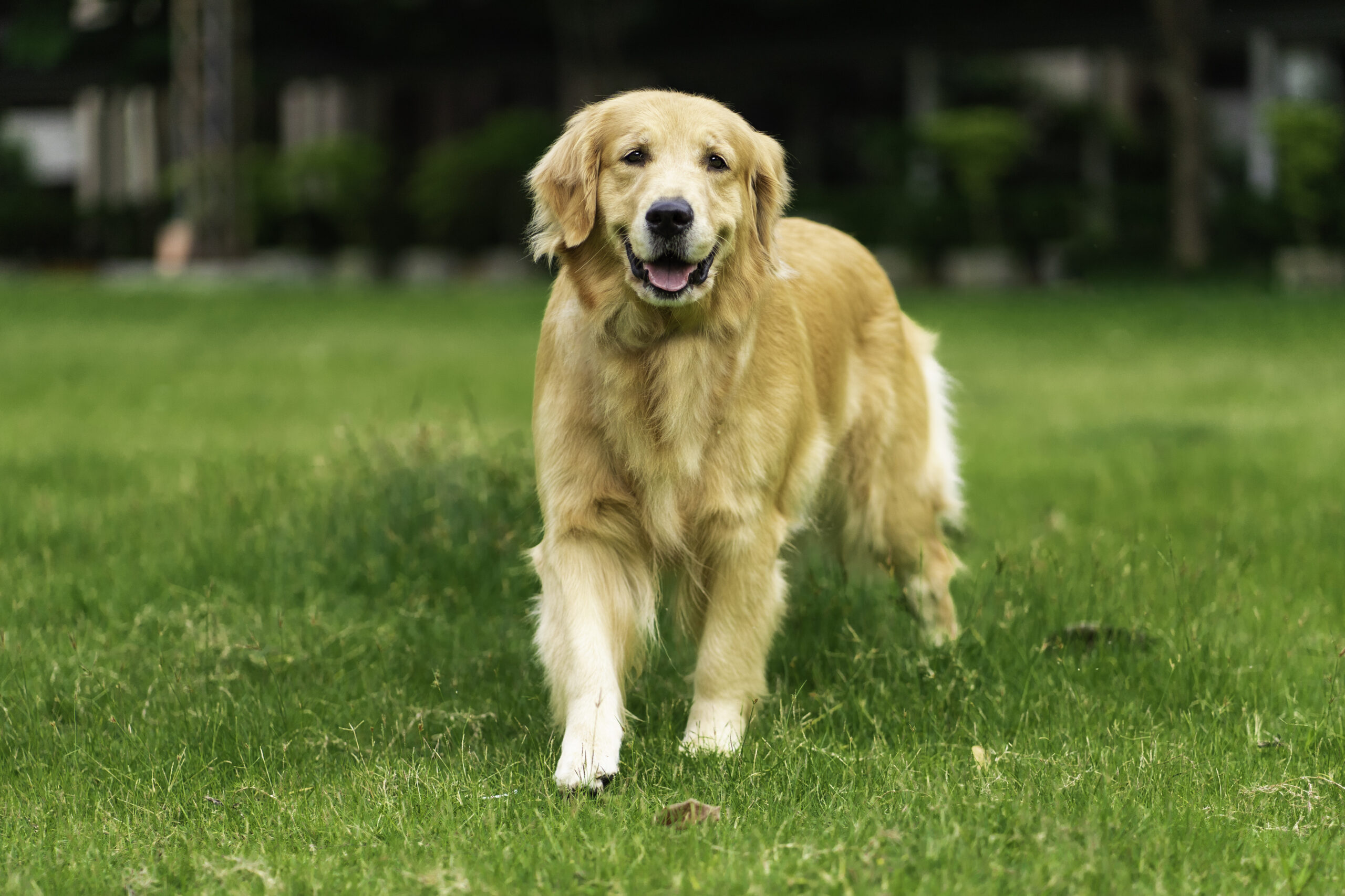 Golden Retriever Dog Walking in the Park adult dog programs