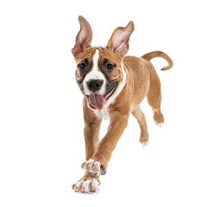 self-paced dog classes