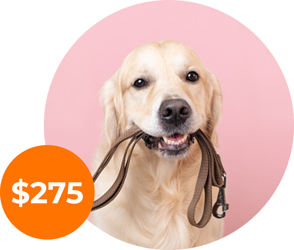 self paced adult dog programs