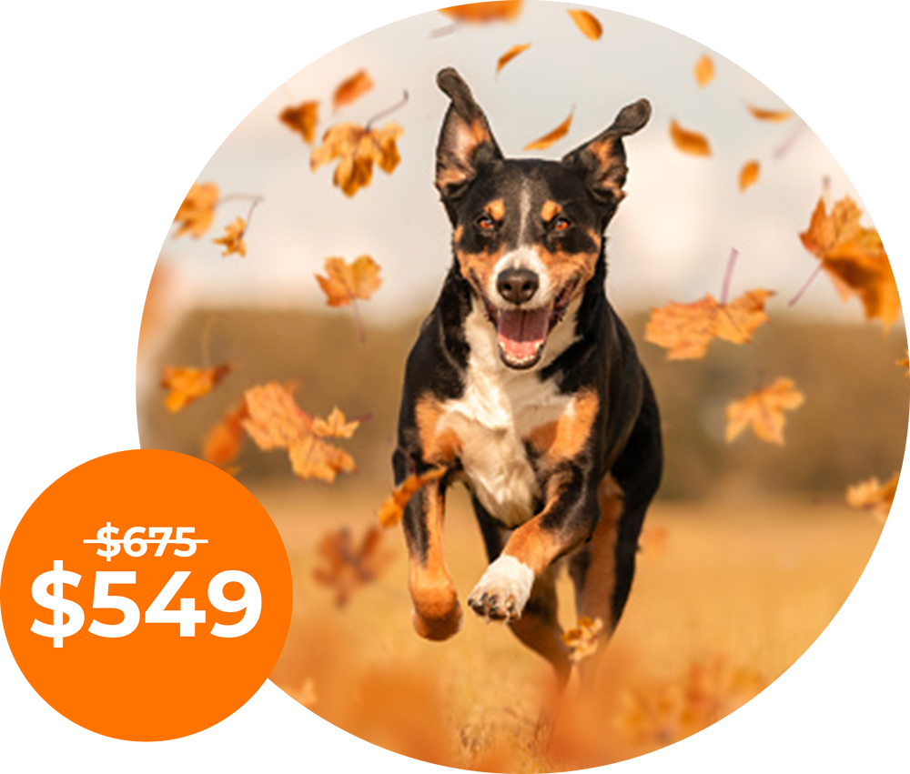 self paced adult dog programs