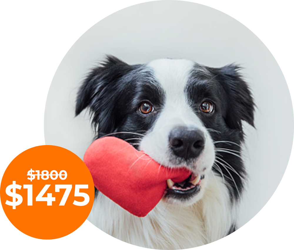 Interactive Live Adult Dog Programs University of Dog