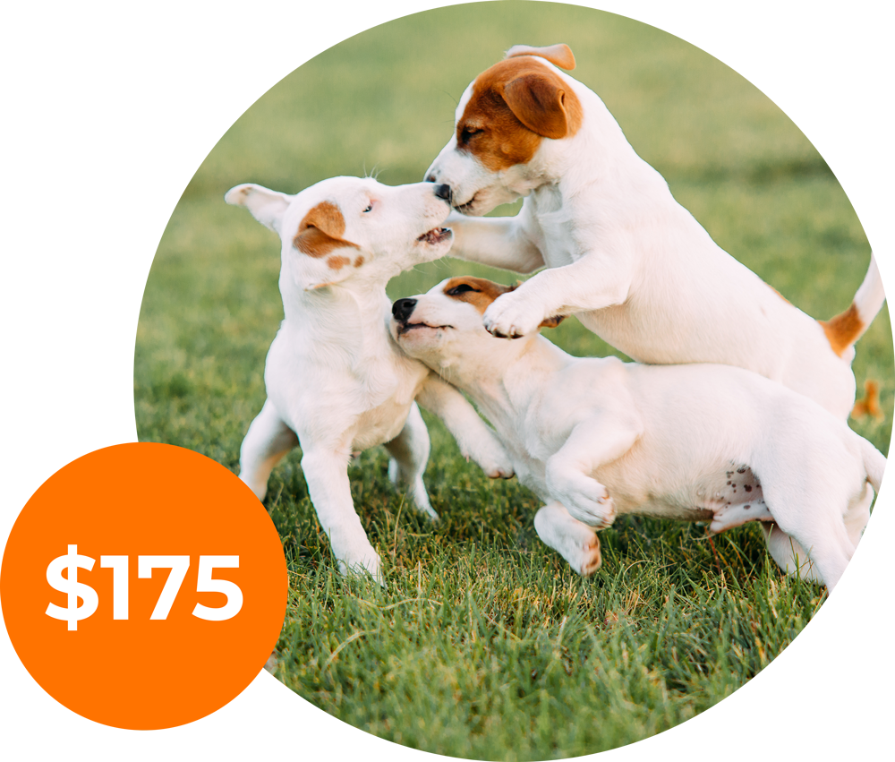 Self-Paced Puppy Courses Self-Paced Puppy Courses