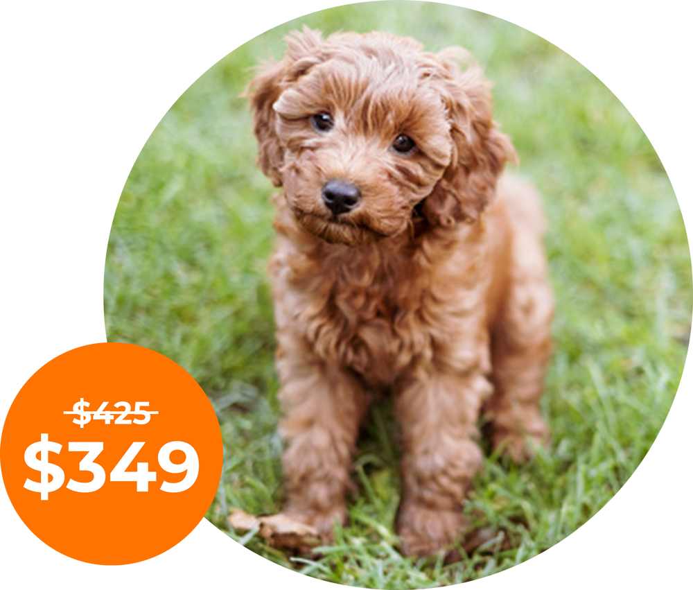 Self-Paced Puppy Courses Self-Paced Puppy Courses