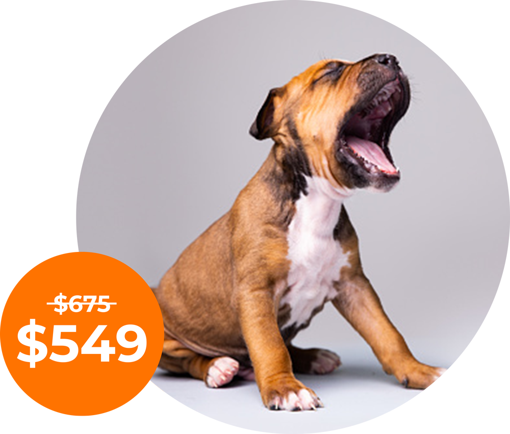 Self-Paced Puppy Courses Self-Paced Puppy Courses