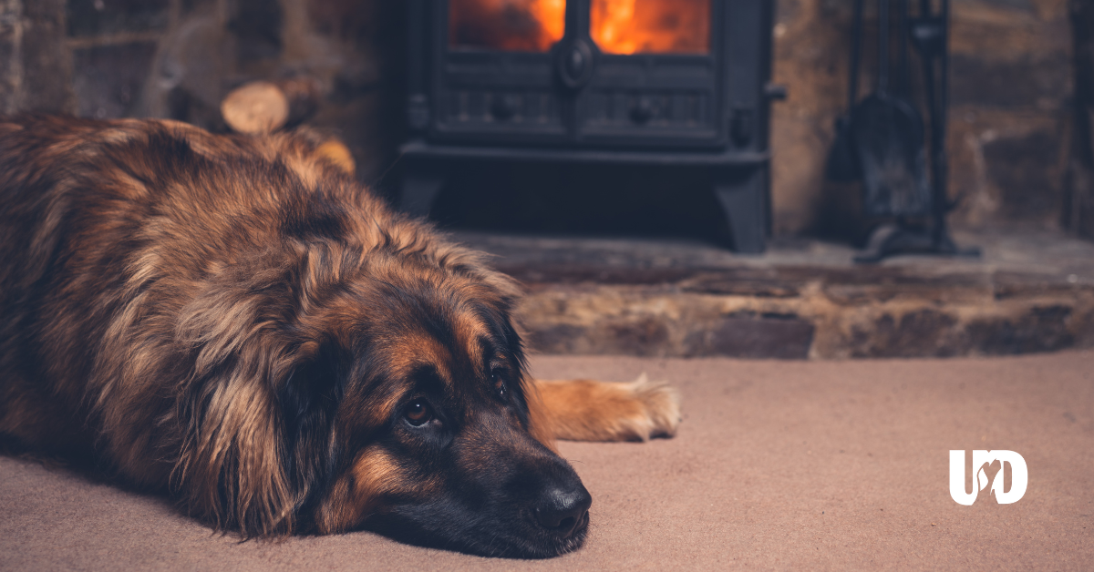 dog by fireplace