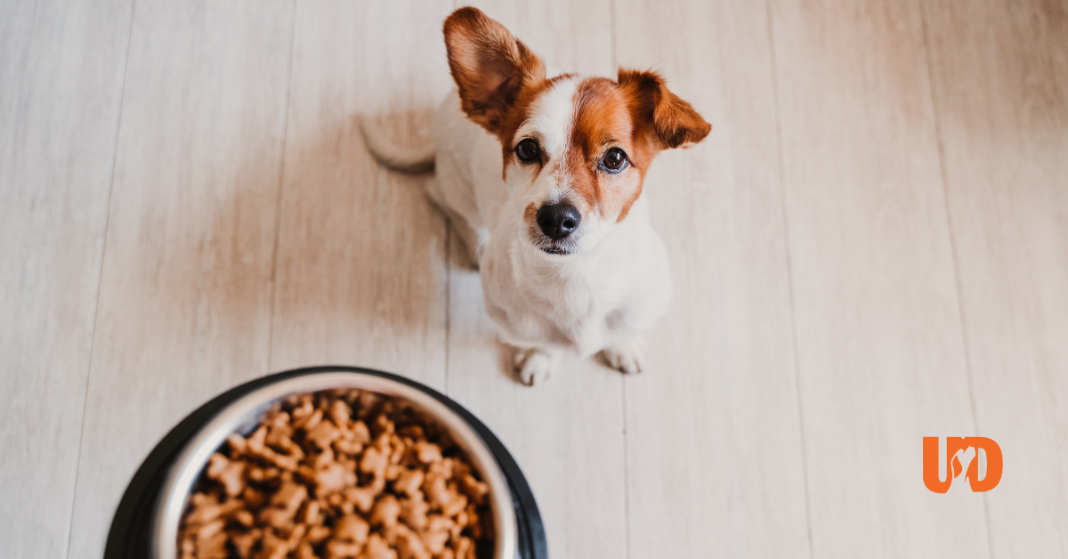 owner giving dog food